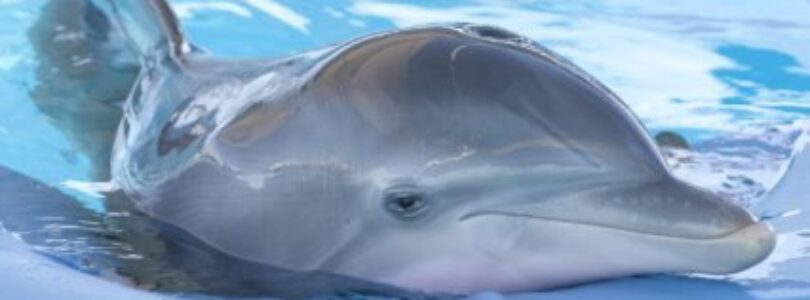 Movie Review: Dolphin Tale